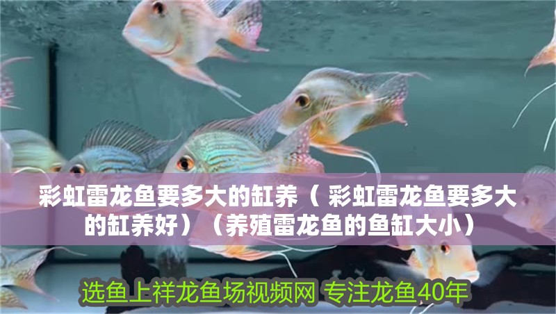 彩虹雷龍魚要多大的缸養(yǎng)（ 彩虹雷龍魚要多大的缸養(yǎng)好）（養(yǎng)殖雷龍魚的魚缸大小） 彩虹雷龍魚要多大的缸養(yǎng)（ 彩虹雷龍魚要多大的缸養(yǎng)好）（養(yǎng)殖雷龍魚的魚缸大小） 觀賞魚百科