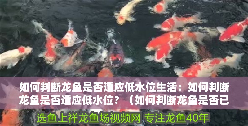 如何判斷龍魚是否適應低水位生活：如何判斷龍魚是否適應低水位？（如何判斷龍魚是否已經適應了低水位環境）