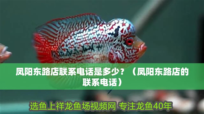 鳳陽東路店聯系電話是多少？（鳳陽東路店的聯系電話）