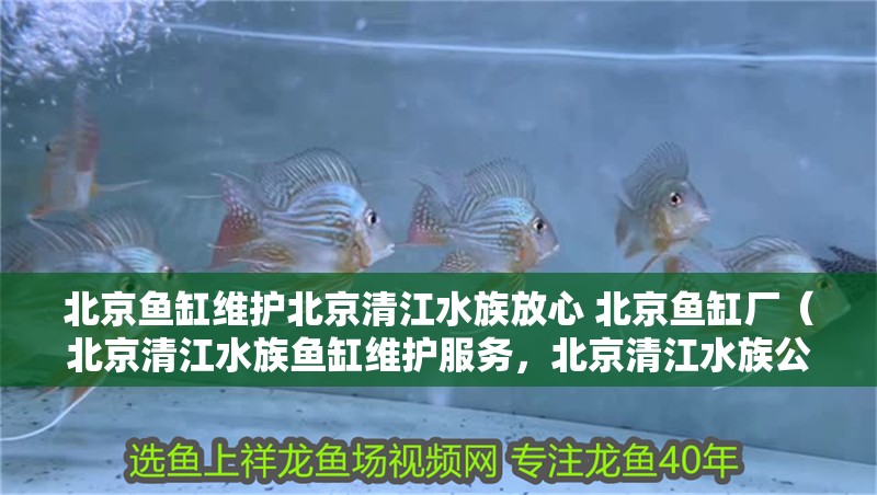 北京魚缸維護北京清江水族放心 北京魚缸廠（北京清江水族魚缸維護服務，北京清江水族公司如何維護）