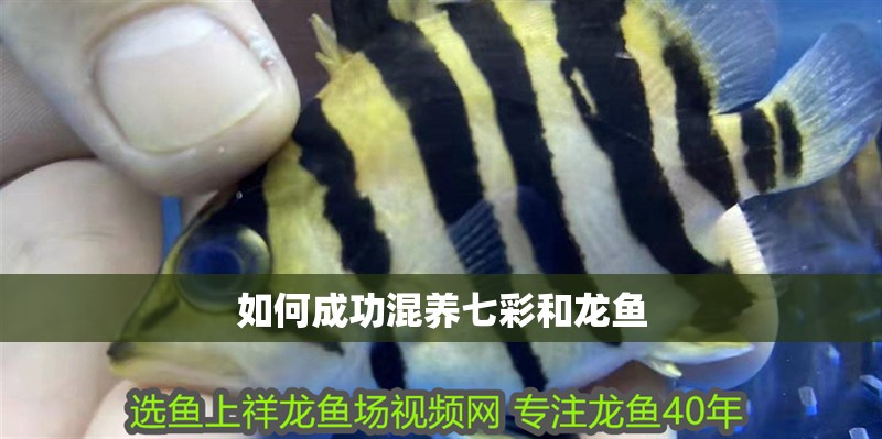 如何成功混養七彩和龍魚