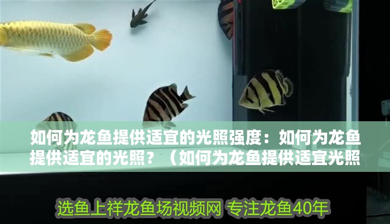 如何為龍魚提供適宜的光照強度：如何為龍魚提供適宜的光照？（如何為龍魚提供適宜光照）