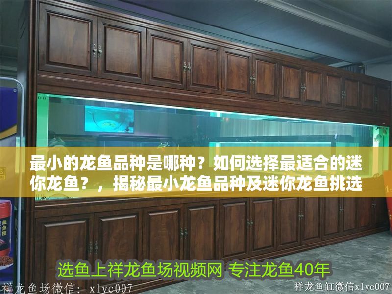 最小的龍魚品種是哪種？如何選擇最適合的迷你龍魚？，揭秘最小龍魚品種及迷你龍魚挑選指南