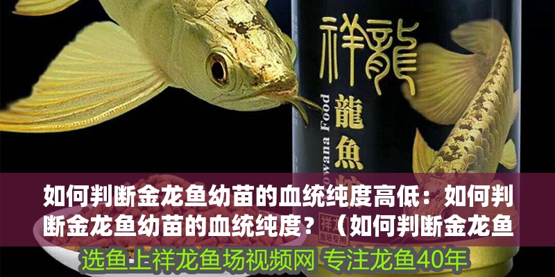 如何判斷金龍魚幼苗的血統純度高低：如何判斷金龍魚幼苗的血統純度？（如何判斷金龍魚幼苗的血統純度）