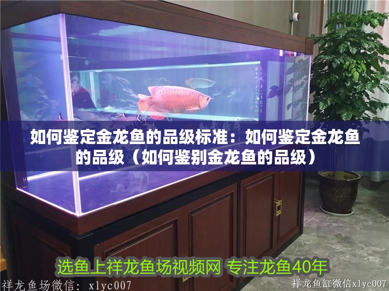 如何鑒定金龍魚的品級標準：如何鑒定金龍魚的品級（如何鑒別金龍魚的品級） 如何鑒定金龍魚的品級標準：如何鑒定金龍魚的品級（如何鑒別金龍魚的品級） 水族問答