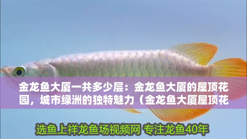 金龍魚大廈一共多少層：金龍魚大廈的屋頂花園，城市綠洲的獨特魅力（金龍魚大廈屋頂花園）