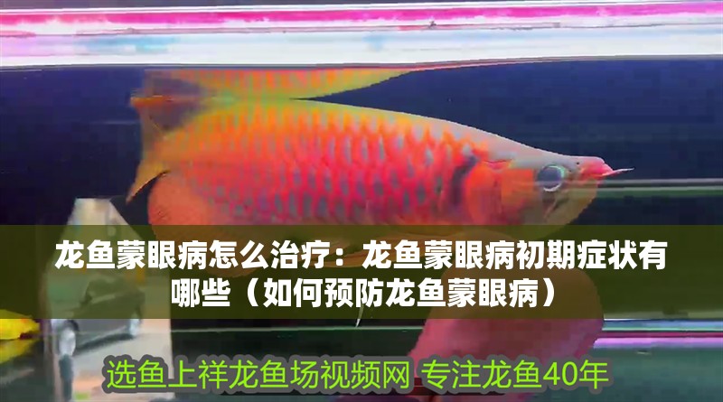 龍魚蒙眼病怎么治療：龍魚蒙眼病初期癥狀有哪些（如何預防龍魚蒙眼病）
