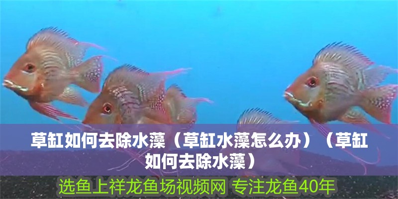 草缸如何去除水藻（草缸水藻怎么辦）（草缸如何去除水藻）