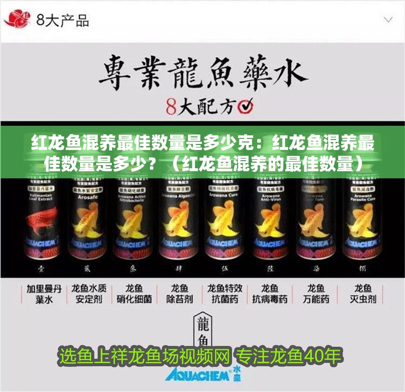紅龍魚混養最佳數量是多少克：紅龍魚混養最佳數量是多少？（紅龍魚混養的最佳數量）