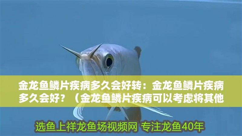 金龍魚鱗片疾病多久會好轉(zhuǎn)：金龍魚鱗片疾病多久會好？（金龍魚鱗片疾病可以考慮將其他健康常表現(xiàn)為金龍魚隔離治療）