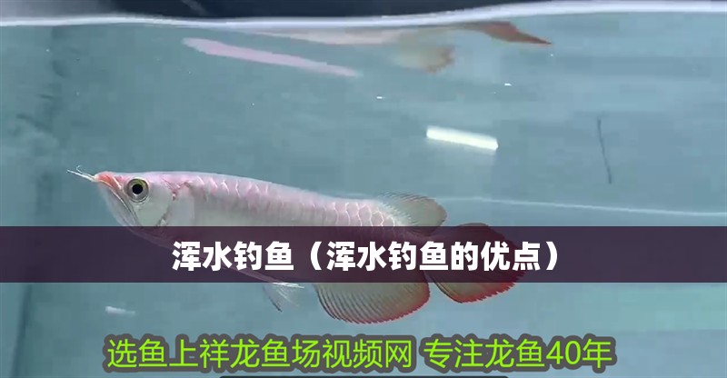 渾水釣魚（渾水釣魚的優點） 渾水釣魚（渾水釣魚的優點） 龍魚論壇