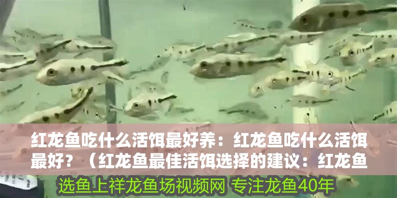 紅龍魚吃什么活餌最好養：紅龍魚吃什么活餌最好？（紅龍魚最佳活餌選擇的建議：紅龍魚最佳活餌選擇的建議）
