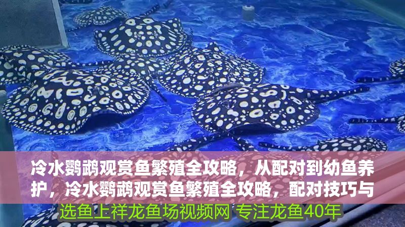 冷水鸚鵡觀賞魚繁殖全攻略，從配對到幼魚養護，冷水鸚鵡觀賞魚繁殖全攻略，配對技巧與幼魚養護詳解