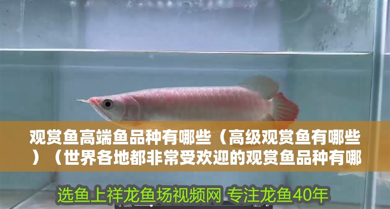 觀賞魚高端魚品種有哪些（高級(jí)觀賞魚有哪些）（世界各地都非常受歡迎的觀賞魚品種有哪些）