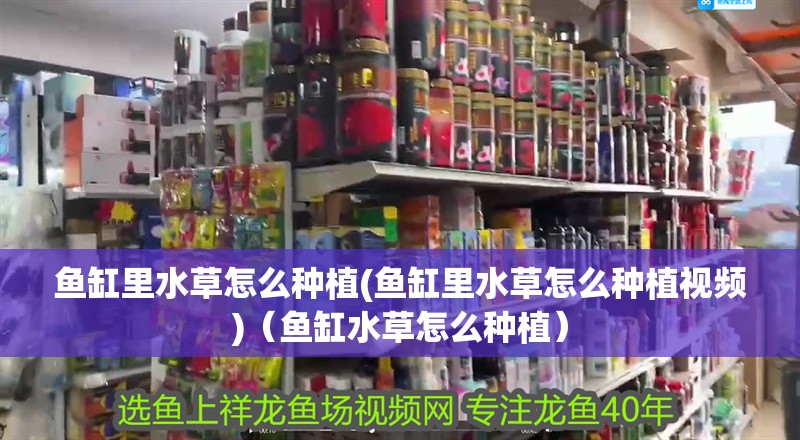 魚缸里水草怎么種植(魚缸里水草怎么種植視頻)（魚缸水草怎么種植） 魚缸里水草怎么種植(魚缸里水草怎么種植視頻)（魚缸水草怎么種植） 觀賞魚百科