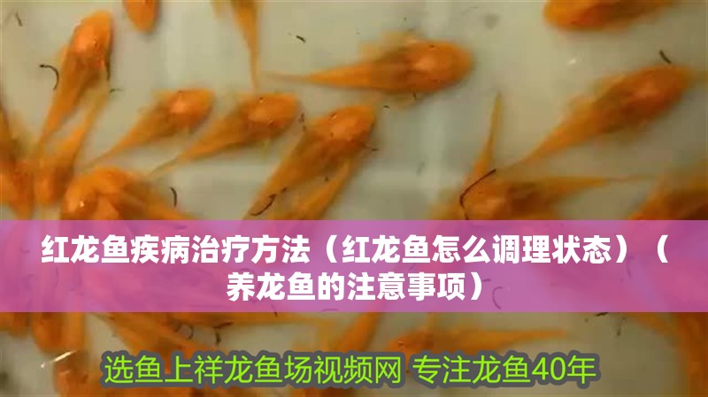 紅龍魚疾病治療方法（紅龍魚怎么調理狀態）（養龍魚的注意事項） 紅龍魚疾病治療方法（紅龍魚怎么調理狀態）（養龍魚的注意事項） 觀賞魚百科