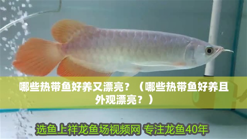 哪些熱帶魚好養又漂亮？（哪些熱帶魚好養且外觀漂亮？）