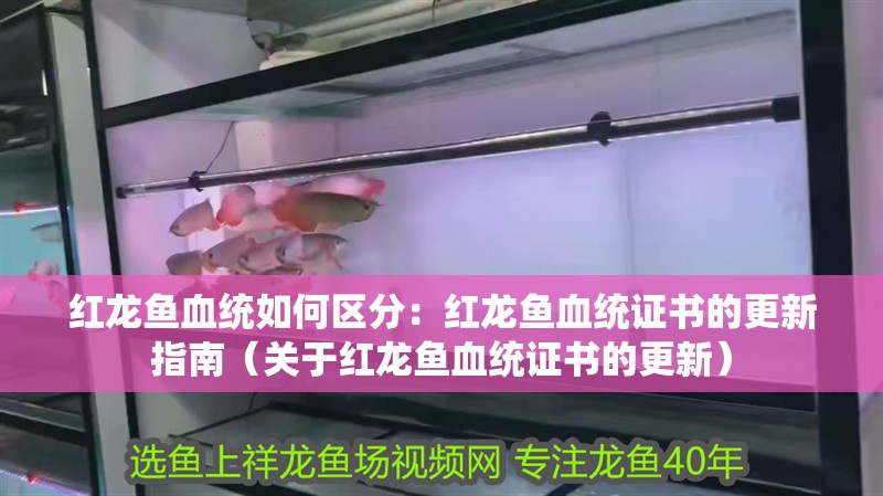 紅龍魚血統如何區分：紅龍魚血統證書的更新指南（關于紅龍魚血統證書的更新）