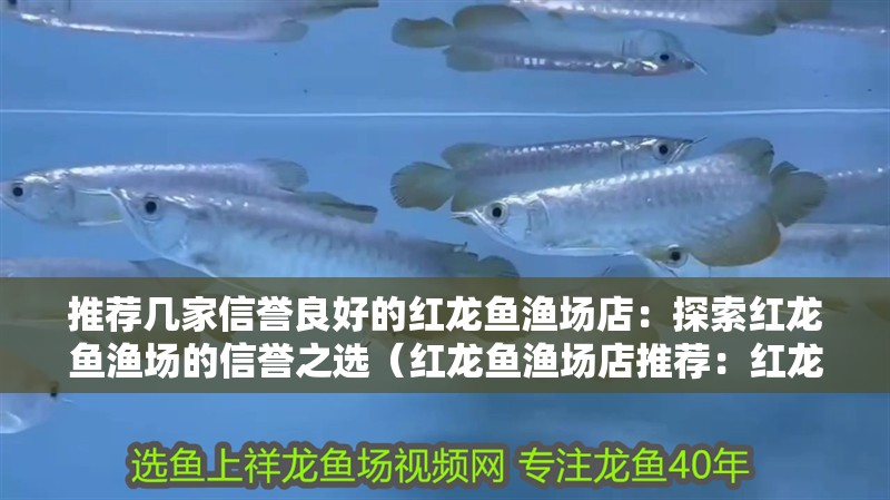 推薦幾家信譽良好的紅龍魚漁場店：探索紅龍魚漁場的信譽之選（紅龍魚漁場店推薦：紅龍魚養(yǎng)殖的zz漁場店推薦）