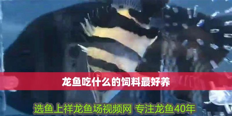 龍魚吃什么的飼料最好養 龍魚吃什么的飼料最好養 龍魚百科 第2張