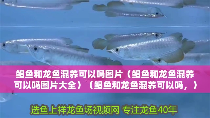 鯧魚和龍魚混養(yǎng)可以嗎圖片（鯧魚和龍魚混養(yǎng)可以嗎圖片大全）（鯧魚和龍魚混養(yǎng)可以嗎，）