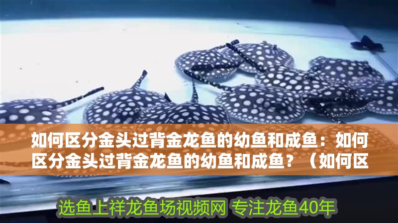 如何區(qū)分金頭過(guò)背金龍魚(yú)的幼魚(yú)和成魚(yú)：如何區(qū)分金頭過(guò)背金龍魚(yú)的幼魚(yú)和成魚(yú)？（如何區(qū)分金頭過(guò)背金龍魚(yú)與成魚(yú)的幼魚(yú)與成魚(yú)的區(qū)別）