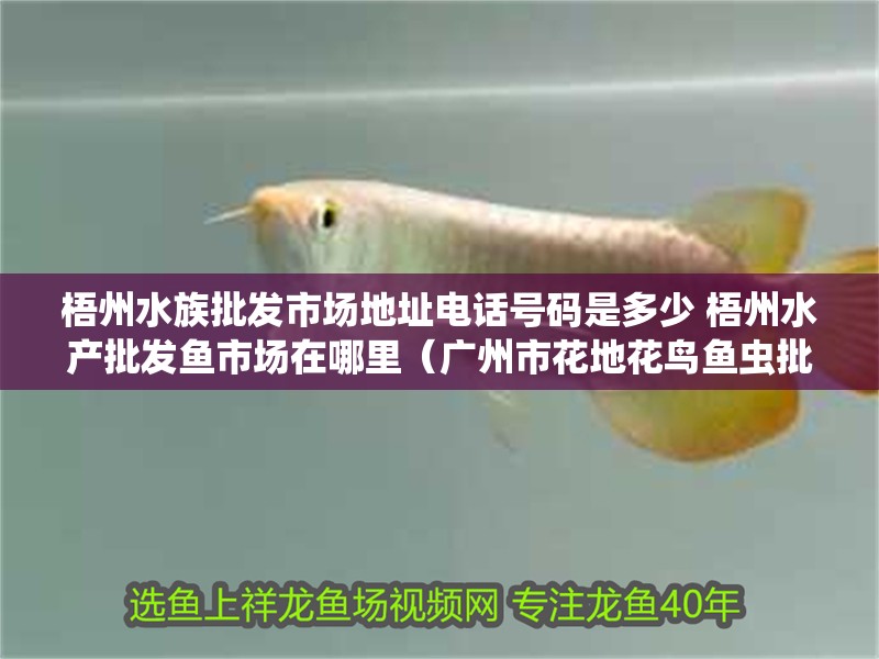梧州水族批發市場地址電話號碼是多少 梧州水產批發魚市場在哪里（廣州市花地花鳥魚蟲批發市場） 梧州水族批發市場地址電話號碼是多少 梧州水產批發魚市場在哪里（廣州市花地花鳥魚蟲批發市場） 觀賞魚百科