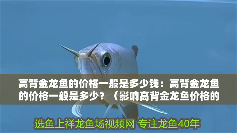 高背金龍魚的價格一般是多少錢：高背金龍魚的價格一般是多少？（影響高背金龍魚價格的因素）