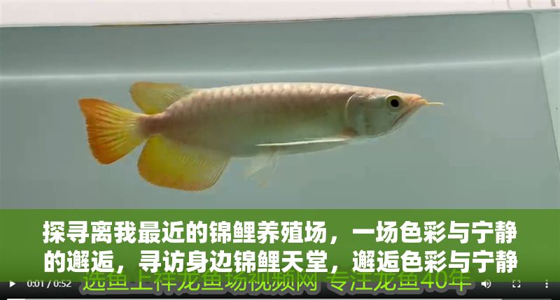 探尋離我最近的錦鯉養殖場，一場色彩與寧靜的邂逅，尋訪身邊錦鯉天堂，邂逅色彩與寧靜的治愈之旅