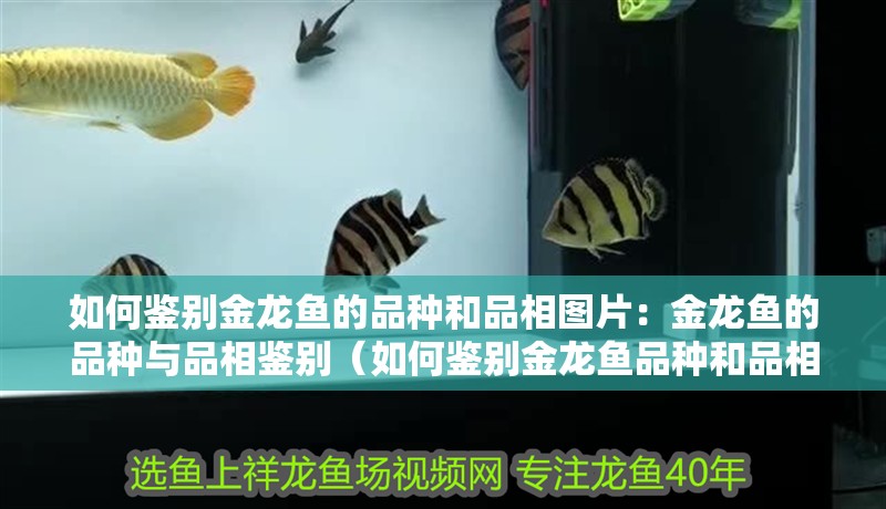 如何鑒別金龍魚的品種和品相圖片：金龍魚的品種與品相鑒別（如何鑒別金龍魚品種和品相）