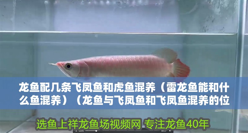 龍魚配幾條飛鳳魚和虎魚混養（雷龍魚能和什么魚混養）（龍魚與飛鳳魚和飛鳳魚混養的位置搭配）