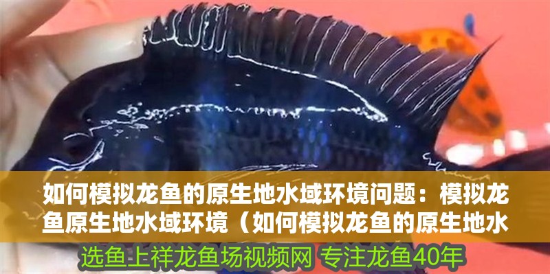 如何模擬龍魚的原生地水域環境問題：模擬龍魚原生地水域環境（如何模擬龍魚的原生地水域環境）