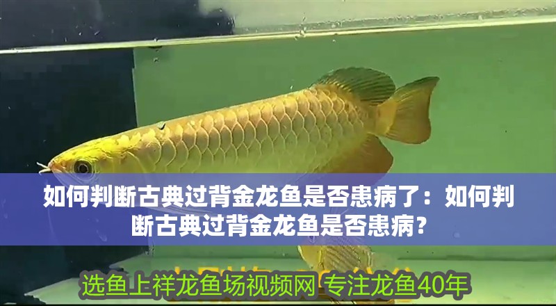 如何判斷古典過背金龍魚是否患病了：如何判斷古典過背金龍魚是否患病？