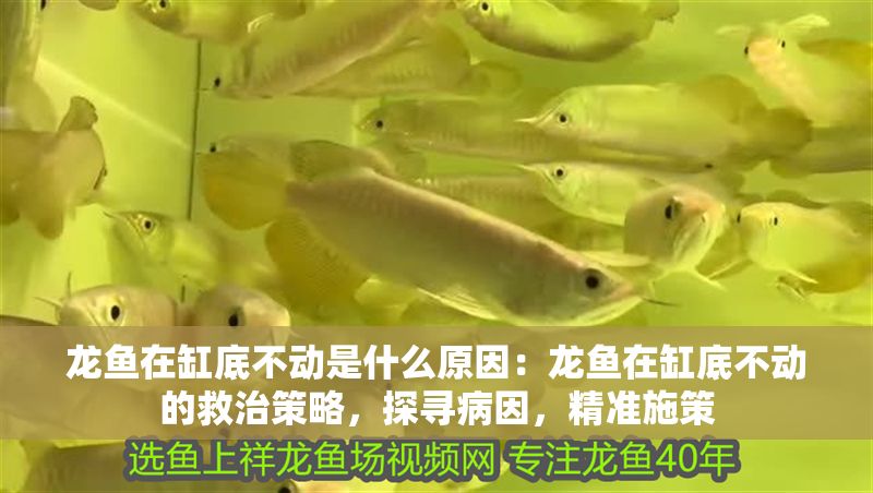 龍魚在缸底不動是什么原因：龍魚在缸底不動的救治策略，探尋病因，精準施策