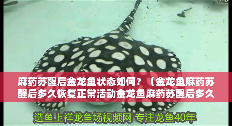 麻藥蘇醒后金龍魚狀態如何？（金龍魚麻藥蘇醒后多久恢復正常活動金龍魚麻藥蘇醒后多久恢復正常）