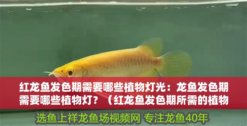 紅龍魚發色期需要哪些植物燈光：龍魚發色期需要哪些植物燈？（紅龍魚發色期所需的植物燈種類）