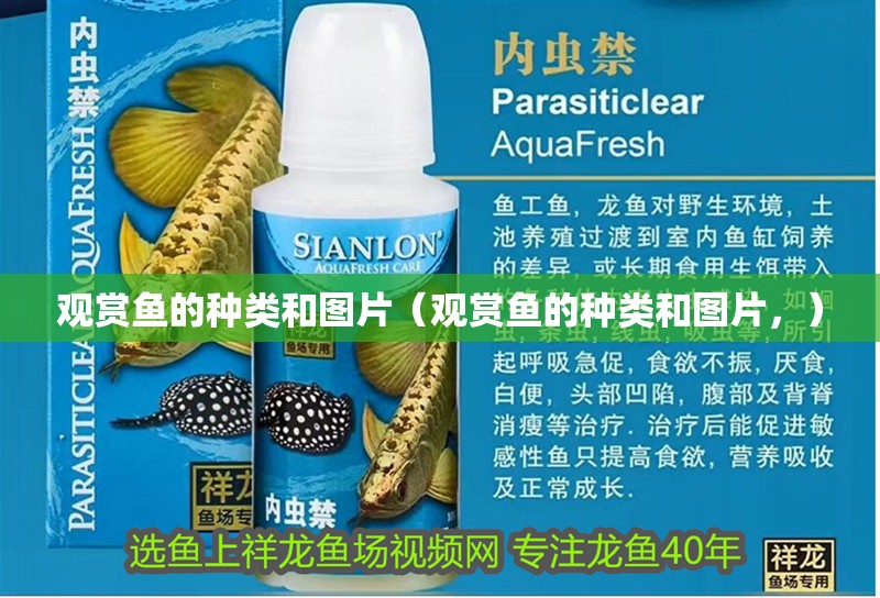 觀賞魚的種類和圖片（觀賞魚的種類和圖片，）