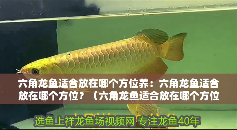 六角龍魚適合放在哪個方位養：六角龍魚適合放在哪個方位？（六角龍魚適合放在哪個方位）