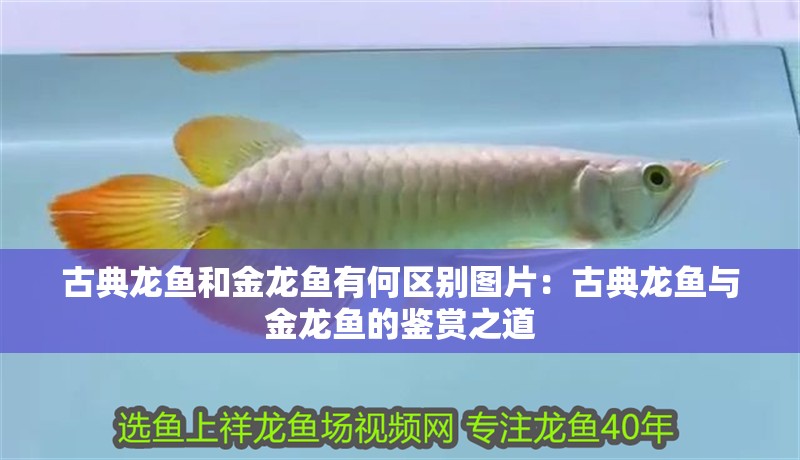 古典龍魚和金龍魚有何區(qū)別圖片：古典龍魚與金龍魚的鑒賞之道