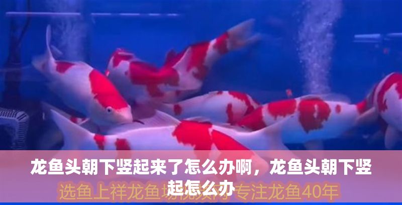龍魚頭朝下豎起來了怎么辦啊，龍魚頭朝下豎起怎么辦