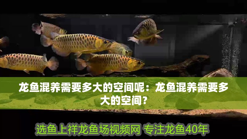 龍魚混養(yǎng)需要多大的空間呢：龍魚混養(yǎng)需要多大的空間？