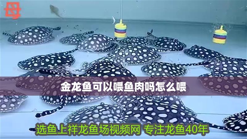 金龍魚可以喂魚肉嗎怎么喂