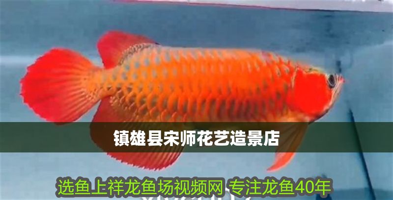 鎮(zhèn)雄縣宋師花藝造景店 鎮(zhèn)雄縣宋師花藝造景店 全國水族館企業(yè)名錄 第1張