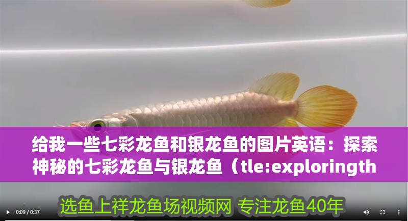 給我一些七彩龍魚和銀龍魚的圖片英語：探索神秘的七彩龍魚與銀龍魚（tle:exploringthemysterious）