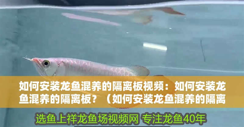 如何安裝龍魚混養的隔離板視頻：如何安裝龍魚混養的隔離板？（如何安裝龍魚混養的隔離板）