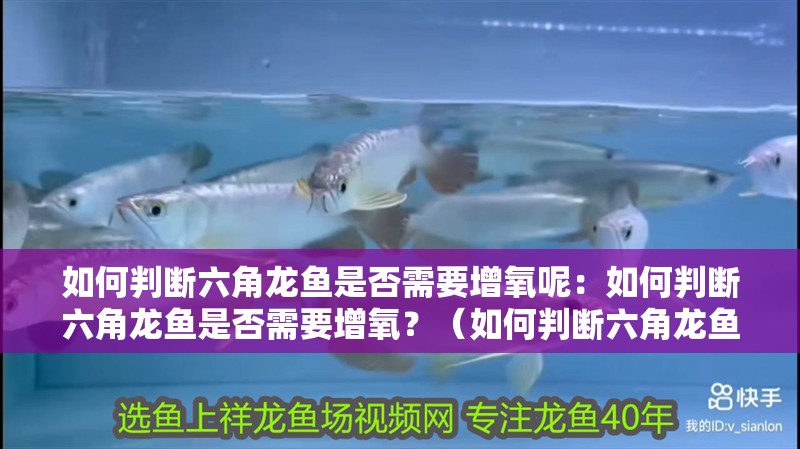 如何判斷六角龍魚是否需要增氧呢：如何判斷六角龍魚是否需要增氧？（如何判斷六角龍魚是否需要增氧）