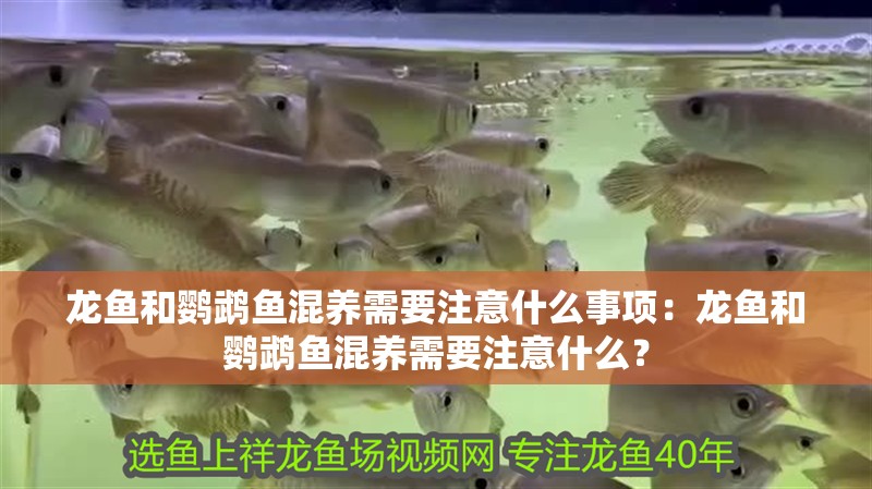 龍魚和鸚鵡魚混養(yǎng)需要注意什么事項(xiàng)：龍魚和鸚鵡魚混養(yǎng)需要注意什么？