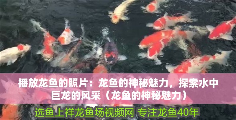 播放龍魚(yú)的照片：龍魚(yú)的神秘魅力，探索水中巨龍的風(fēng)采（龍魚(yú)的神秘魅力）