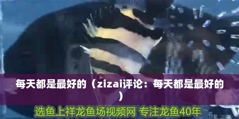 每天都是最好的（zizai評論：每天都是最好的）