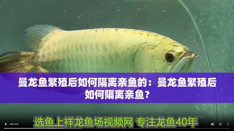 曼龍魚繁殖后如何隔離親魚的：曼龍魚繁殖后如何隔離親魚？